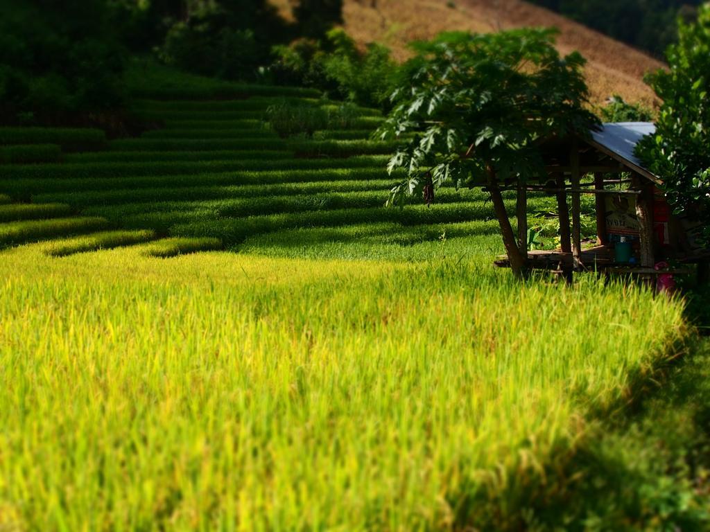 Kowitfarmstay Ban Mae Pan Noi Экстерьер фото