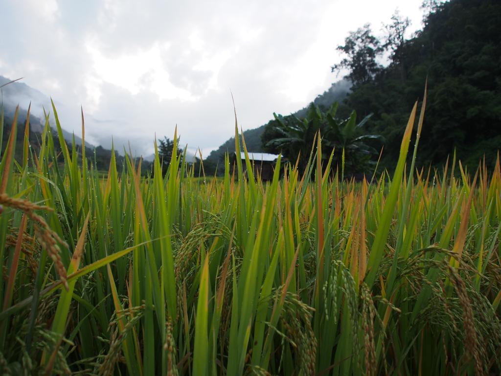 Kowitfarmstay Ban Mae Pan Noi Экстерьер фото